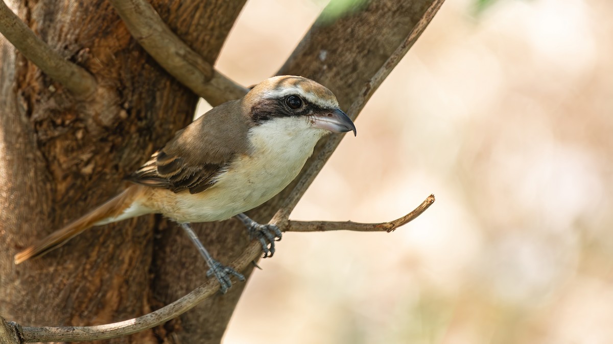 Brown Shrike - ML650856626