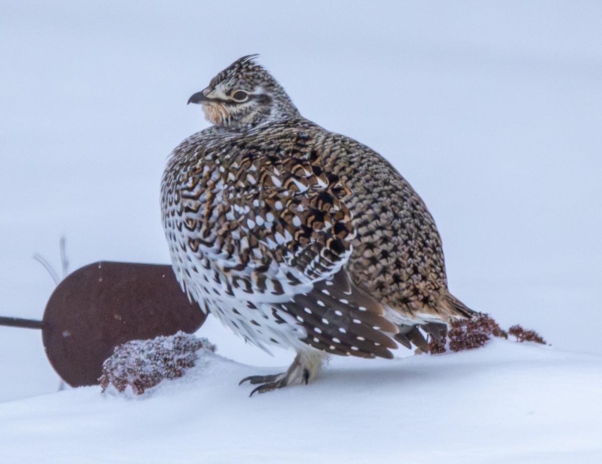 Тетерук манітобський - ML650856714