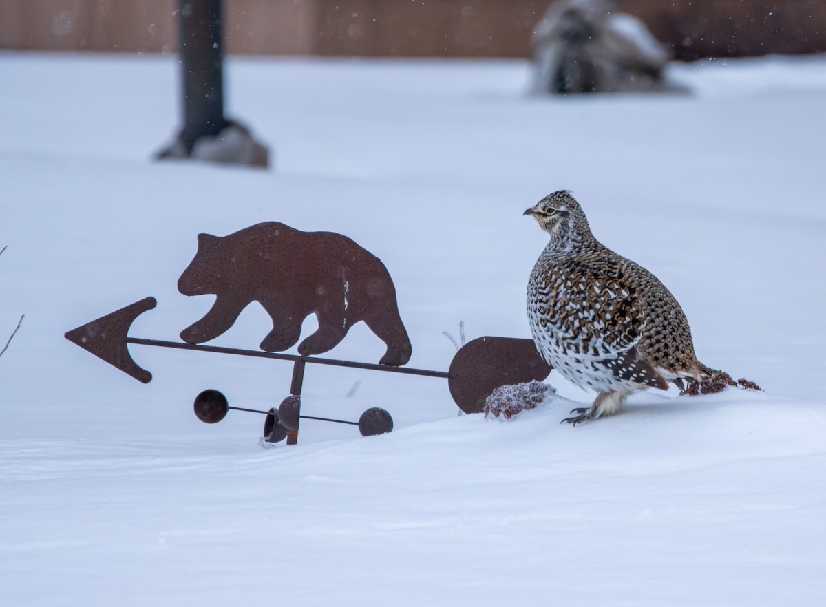 Тетерук манітобський - ML650856715
