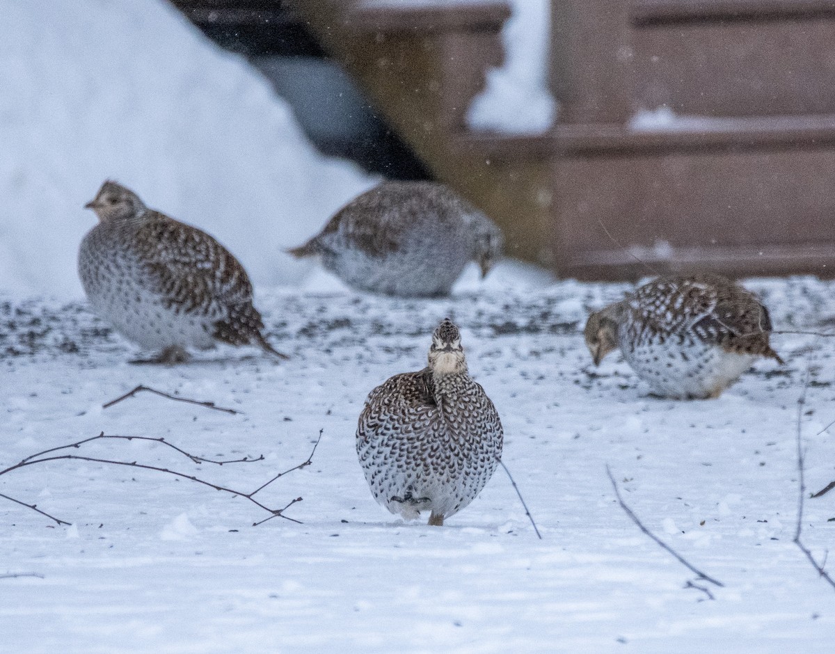 Тетерук манітобський - ML650856717