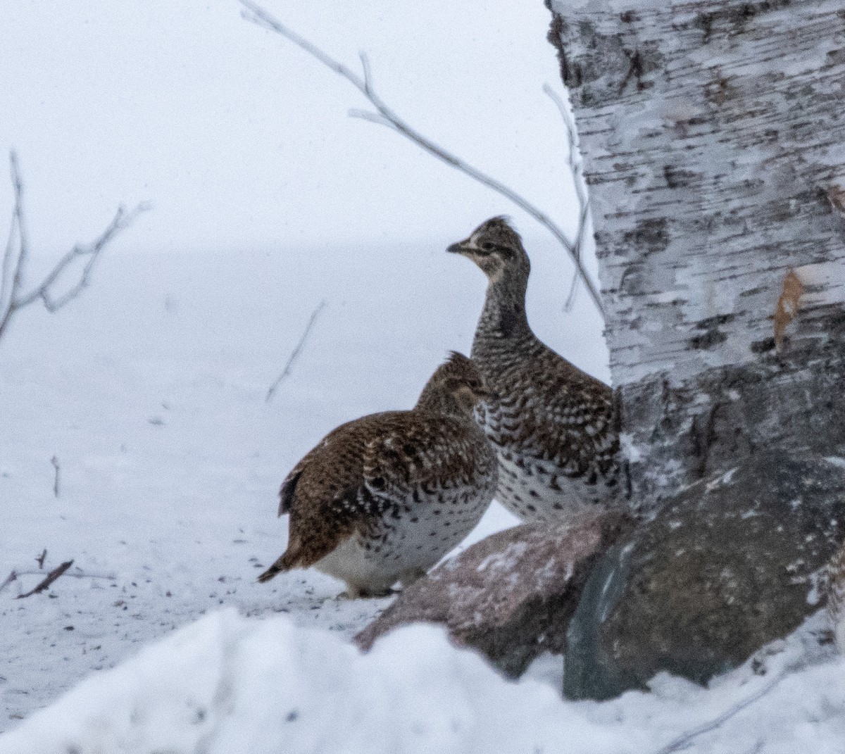 Тетерук манітобський - ML650856719