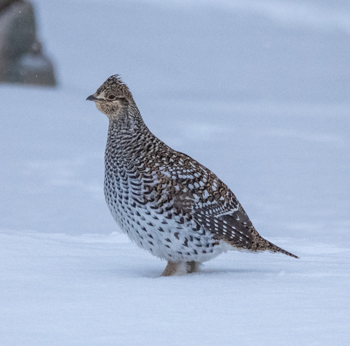 Тетерук манітобський - ML650856720