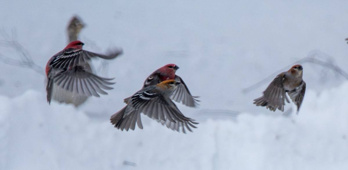 Смеречник тайговий - ML650856724