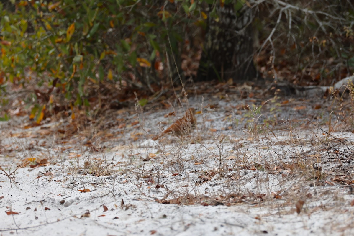 Brown Thrasher - ML650856817