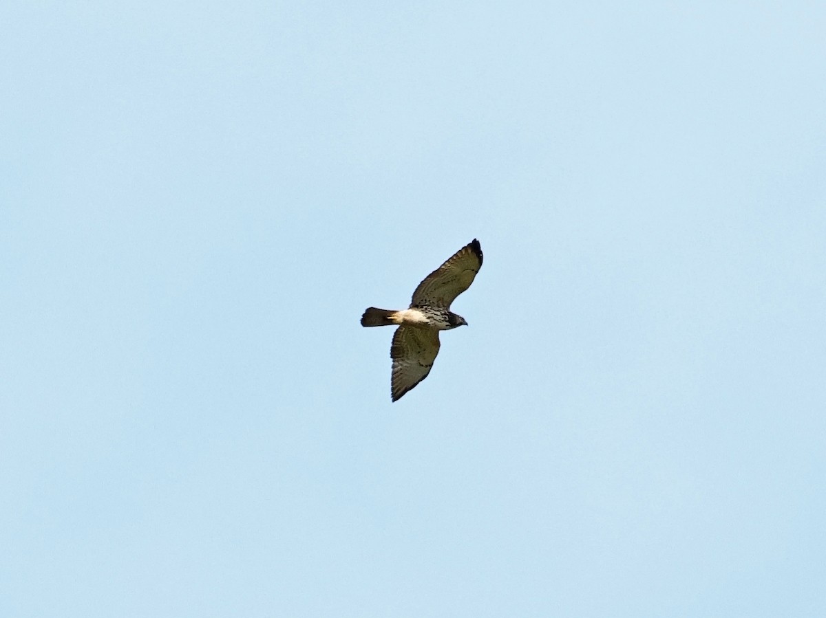 Broad-winged Hawk - ML650856900