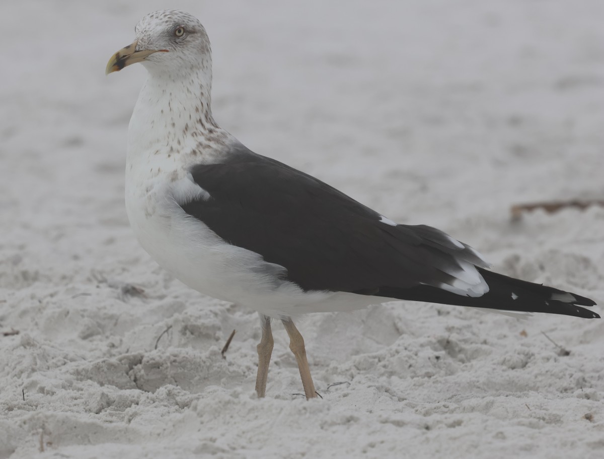 Lesser Black-backed Gull - ML650856950