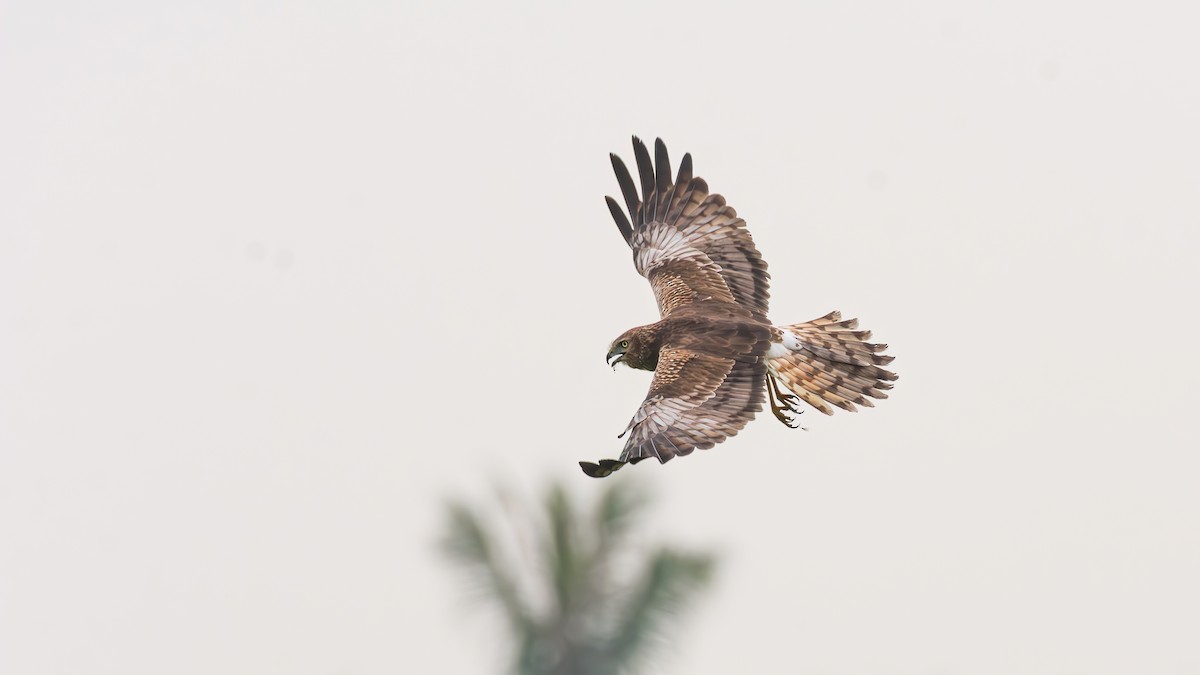 Pied Harrier - ML650857035