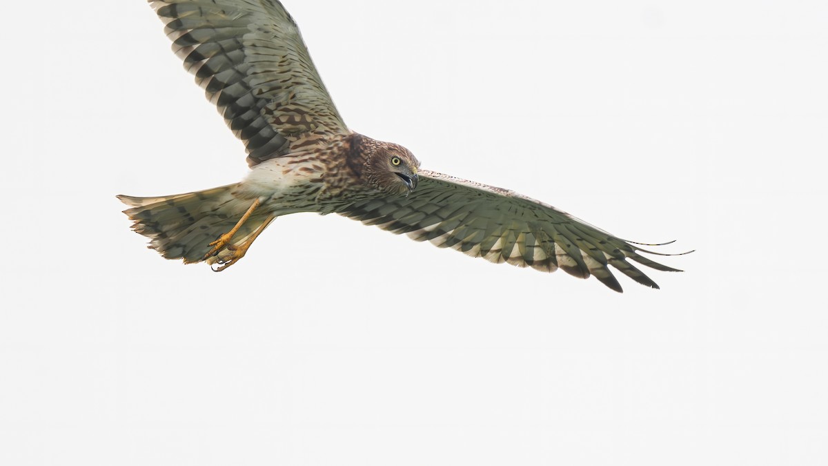 Pied Harrier - ML650857051