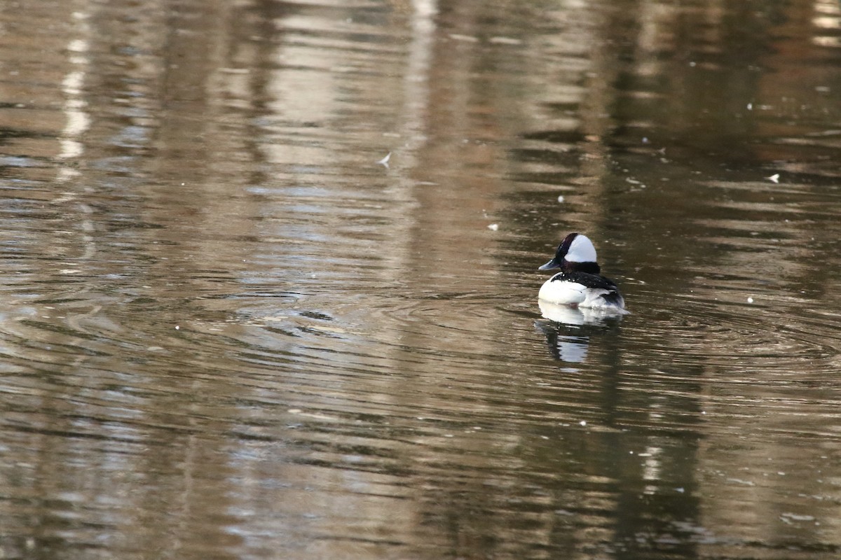 Bufflehead - ML650857071