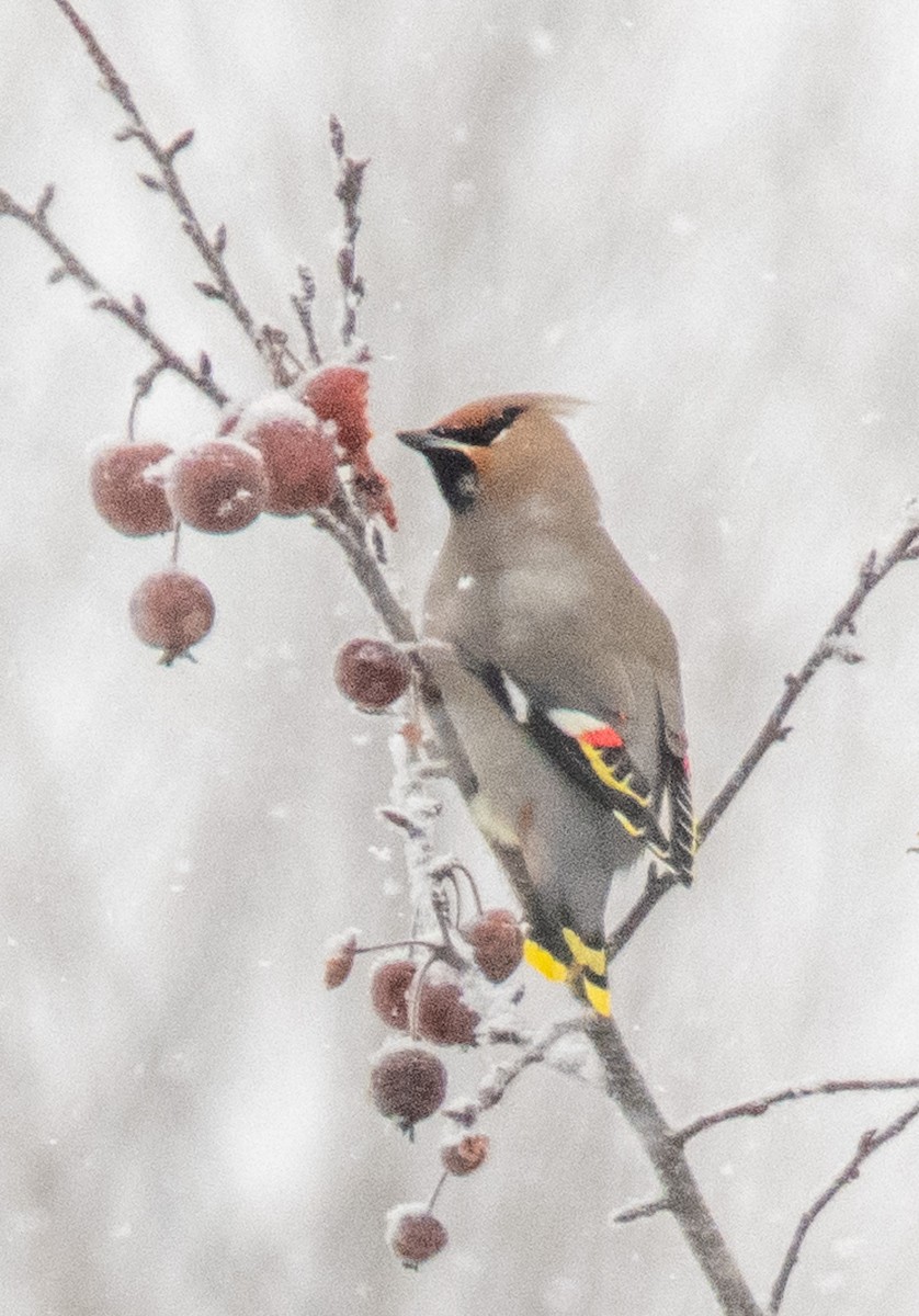 Омелюх звичайний - ML650857120