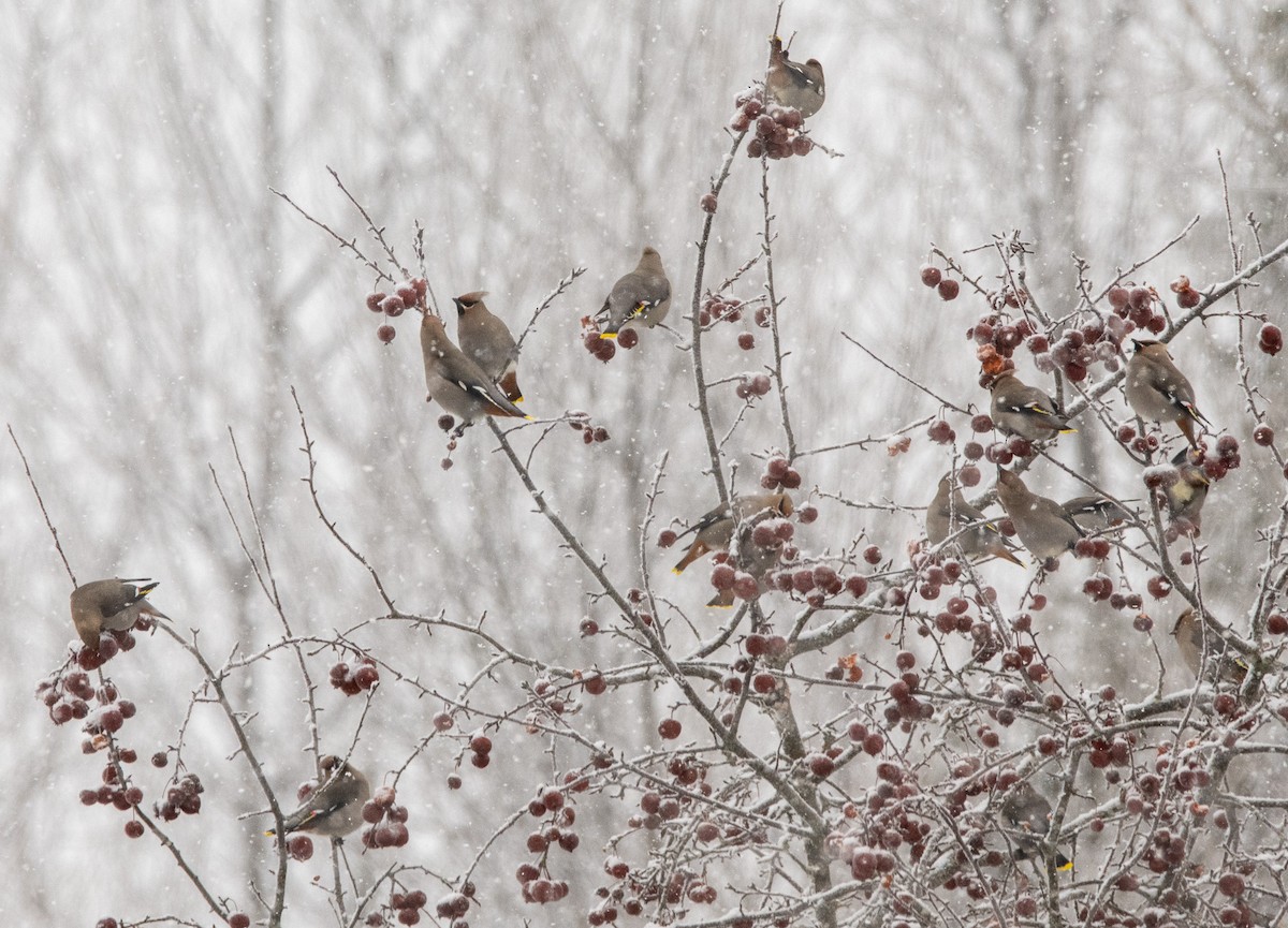 Омелюх звичайний - ML650857121