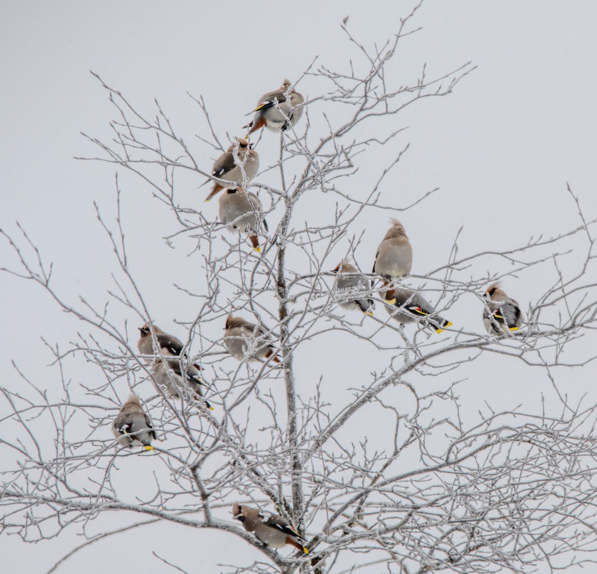 Омелюх звичайний - ML650857122