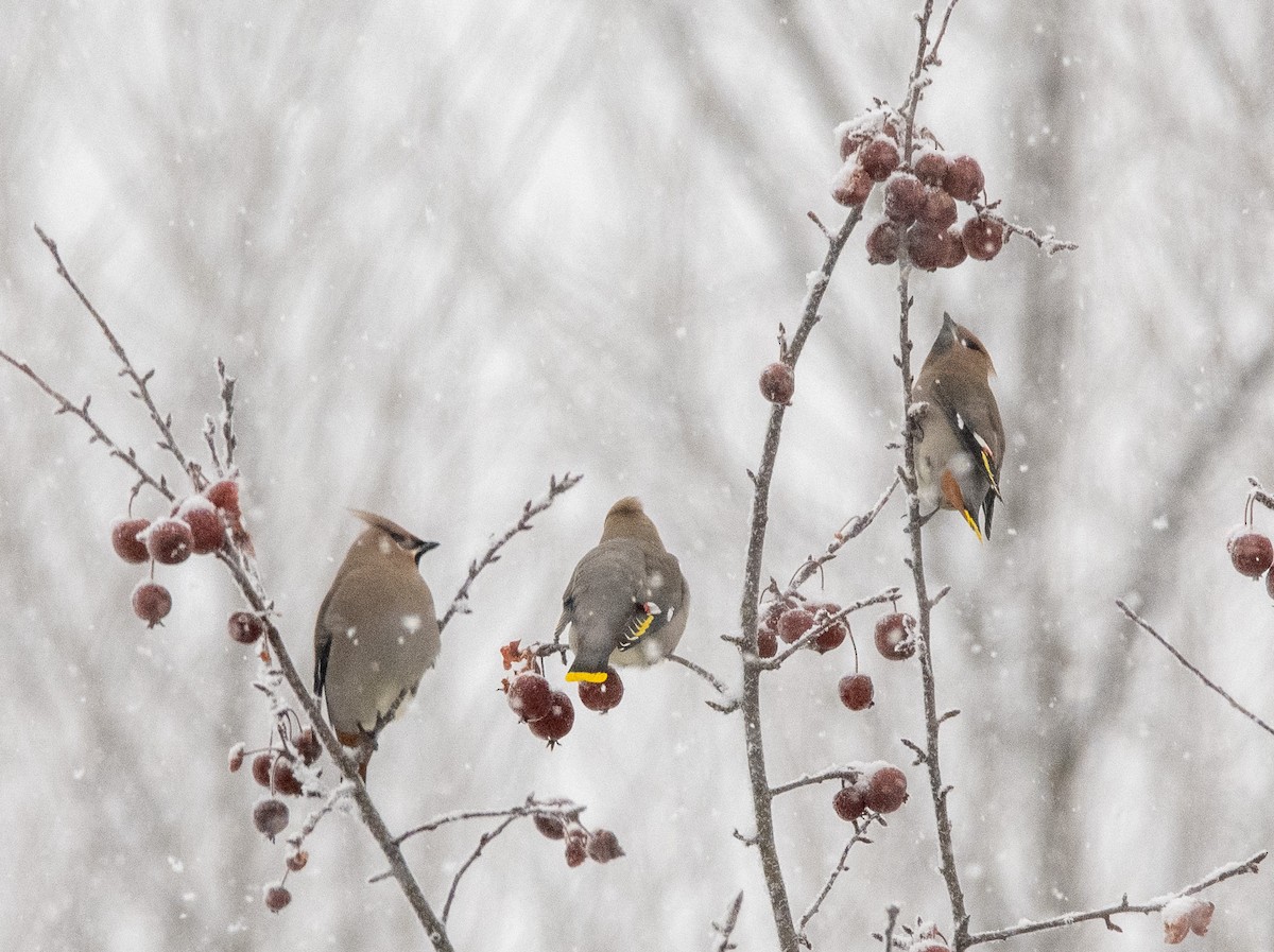Омелюх звичайний - ML650857123