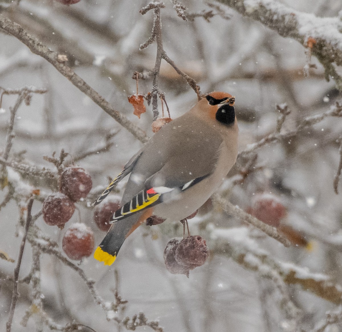 Омелюх звичайний - ML650857124