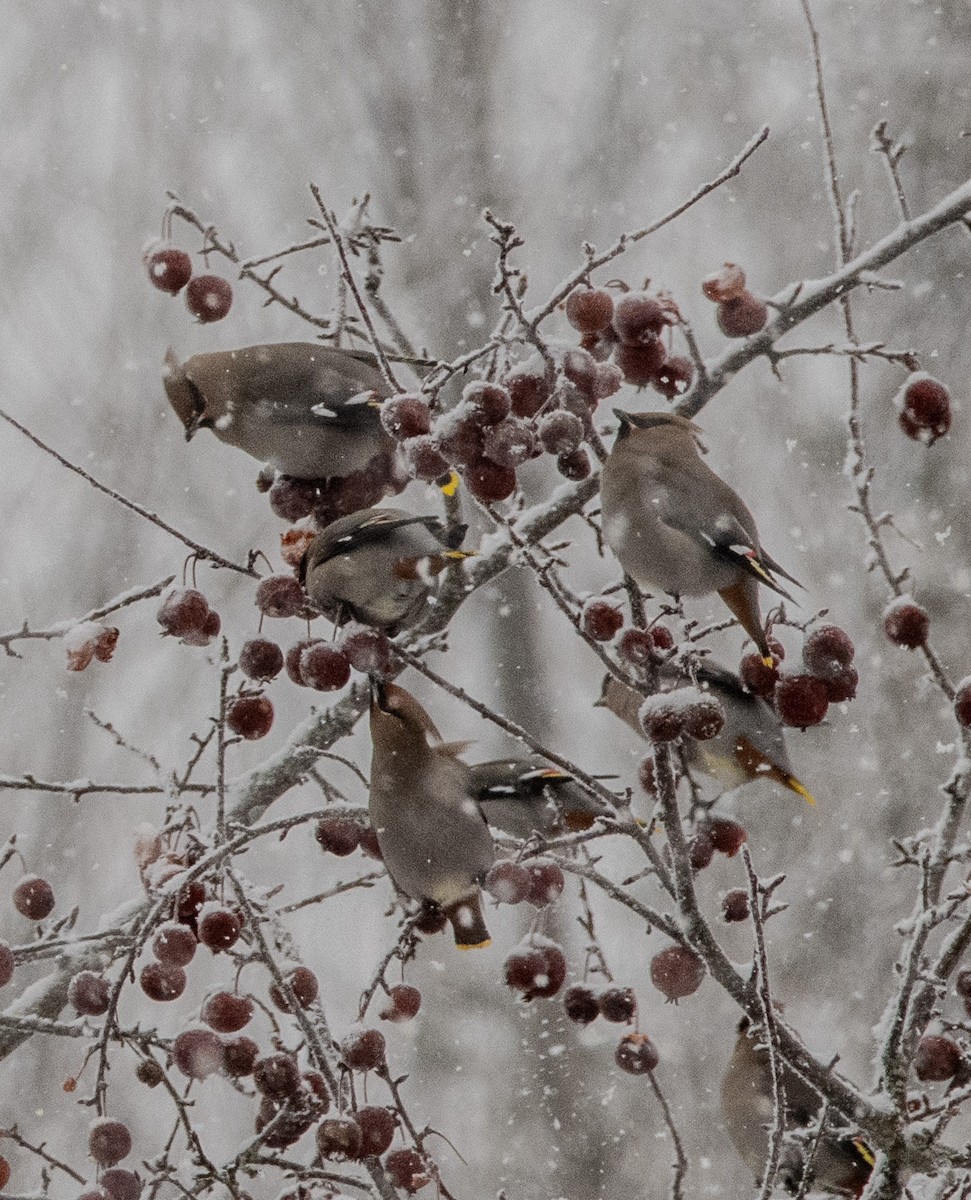 Омелюх звичайний - ML650857126