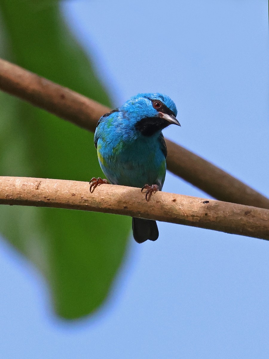 ヒワミツドリ - ML650857152