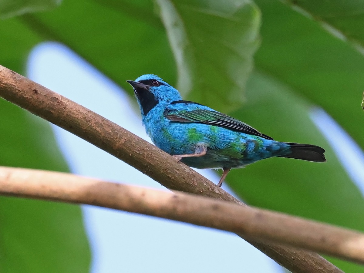 ヒワミツドリ - ML650857153