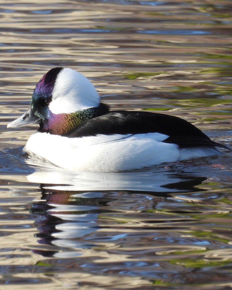 Bufflehead - ML650857198