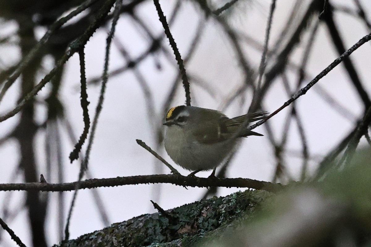 Золотомушка світлоброва - ML650857627