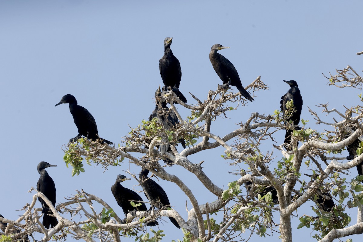 Indian Cormorant - ML650857758