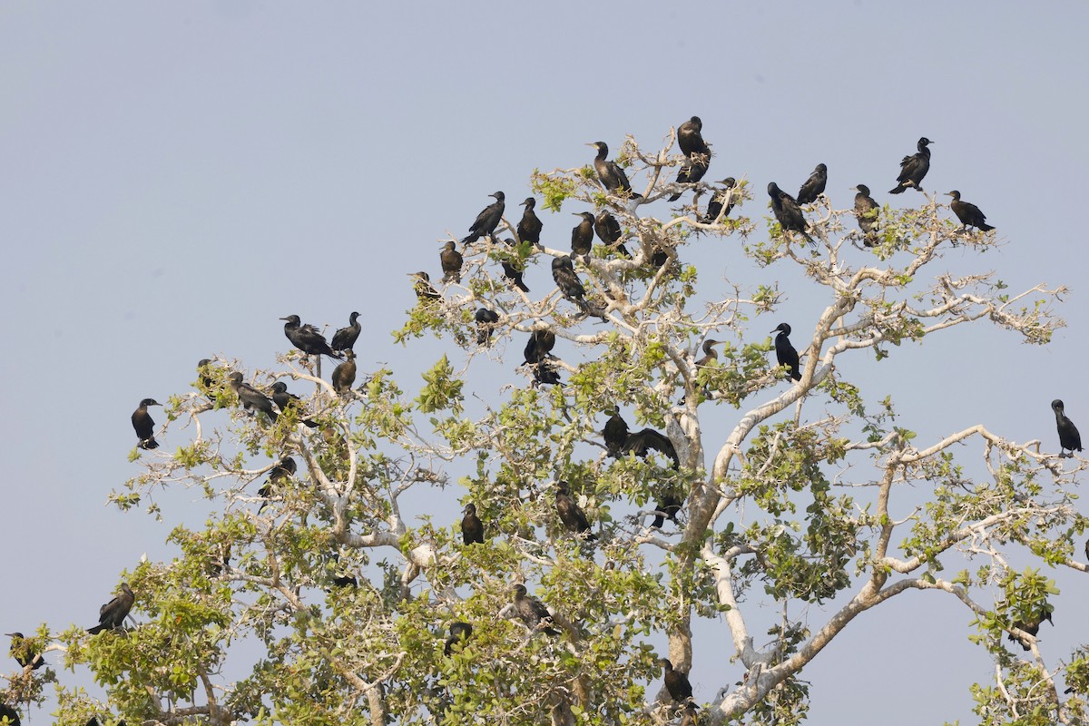 Indian Cormorant - ML650857759