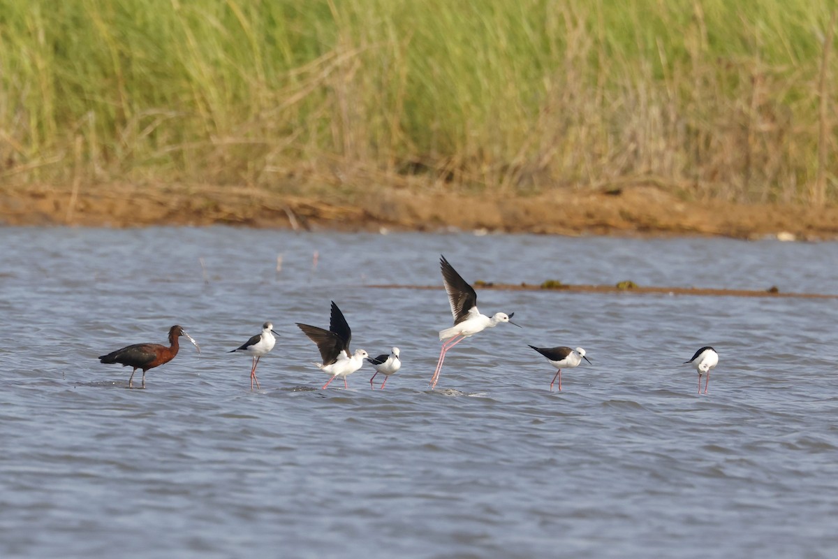 적갈색따오기 - ML650857766