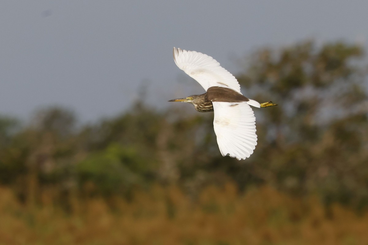 pond-heron sp. - ML650857829
