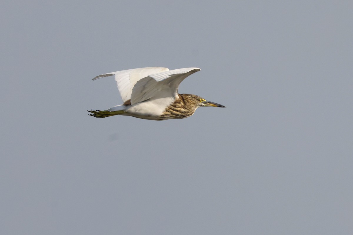 pond-heron sp. - ML650857830