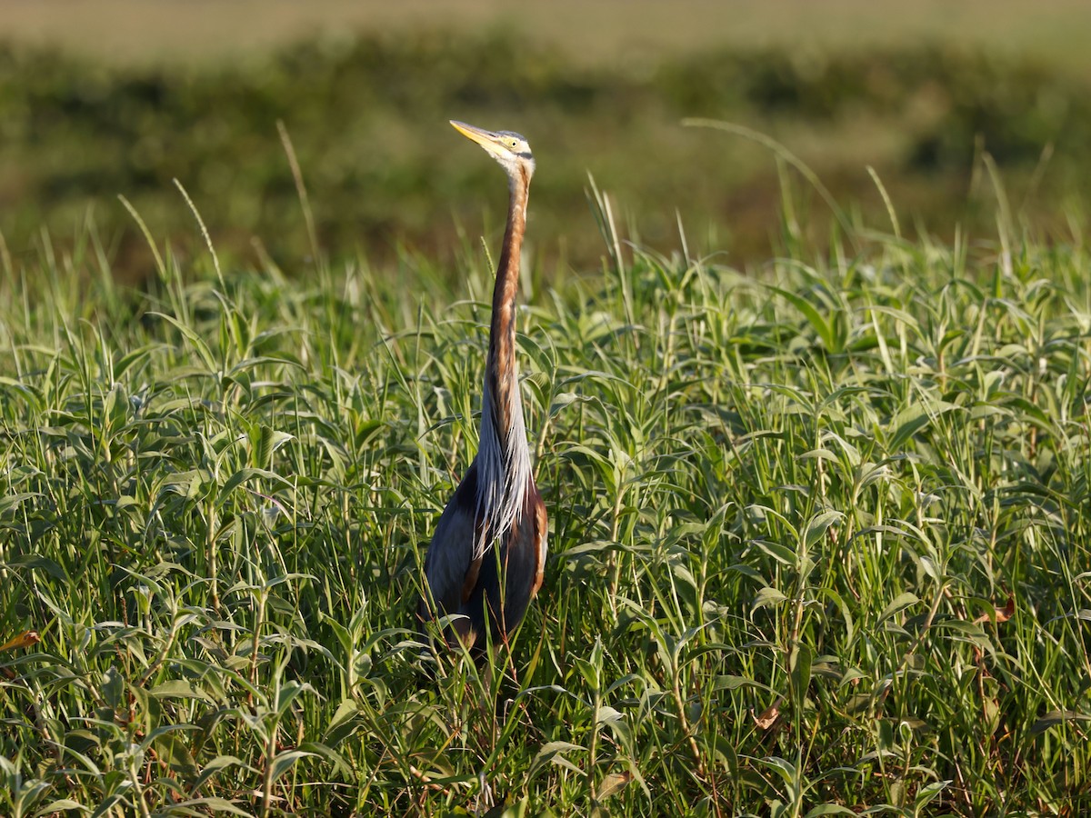 붉은왜가리 - ML650857860