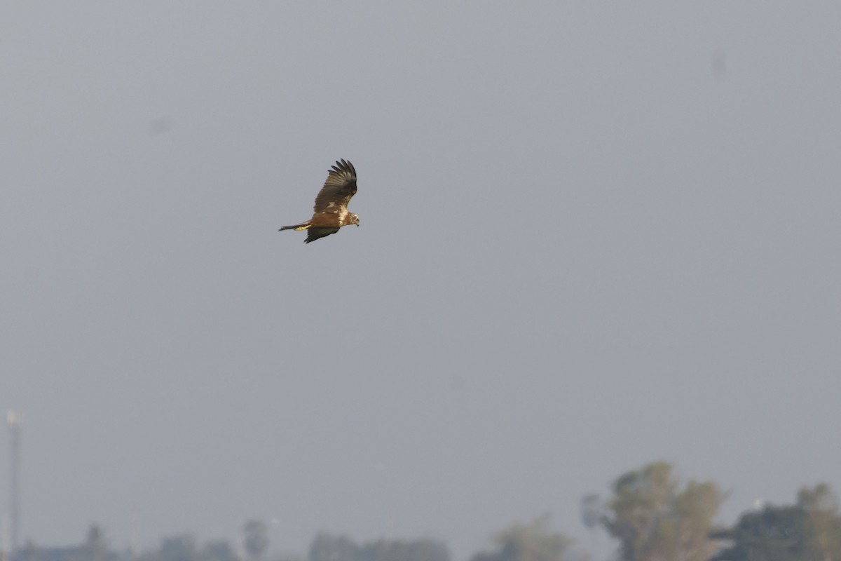 개구리매 - ML650857865