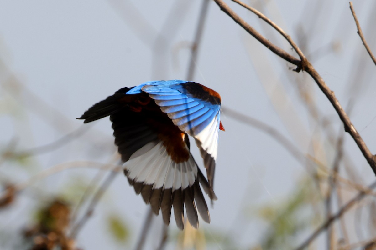 White-throated Kingfisher - ML650857897