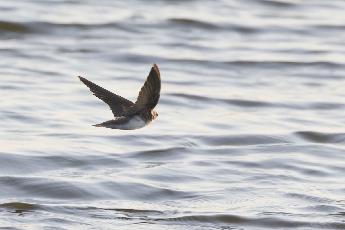 갈색제비 - ML650857909