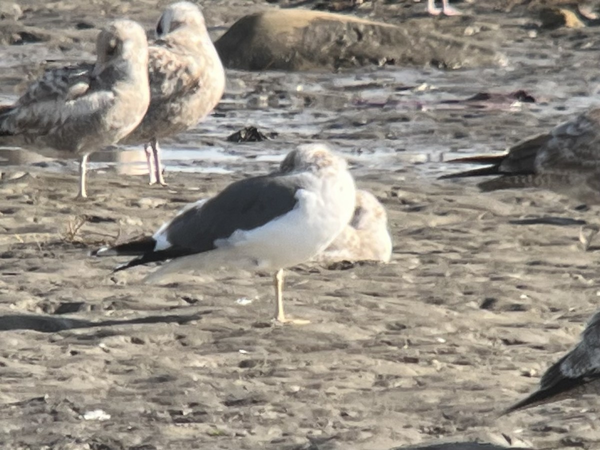 Lesser Black-backed Gull - ML650857911