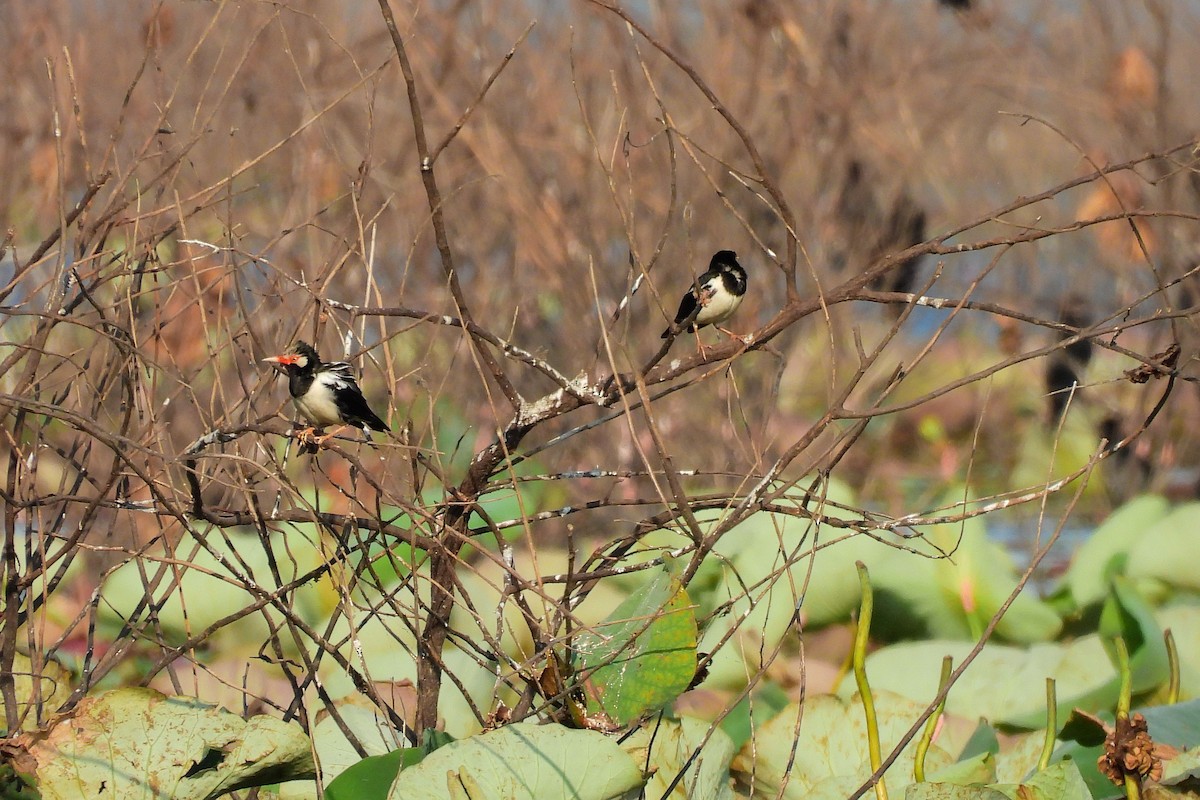 Siamese Pied Starling - ML650857915