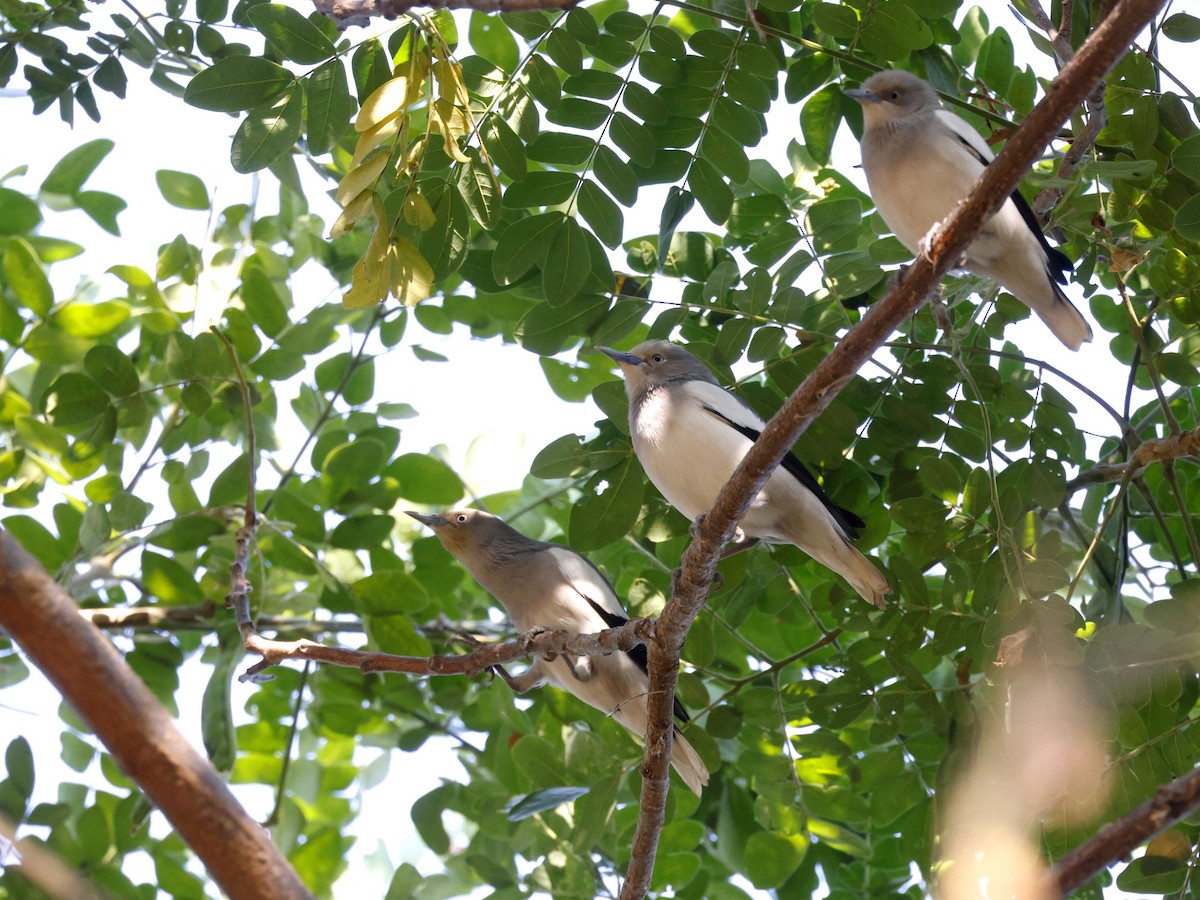 잿빛쇠찌르레기 - ML650857923