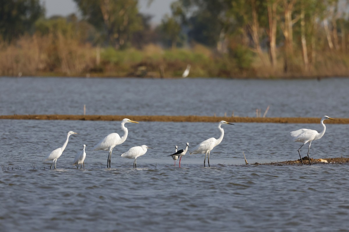 중대백로 - ML650857963