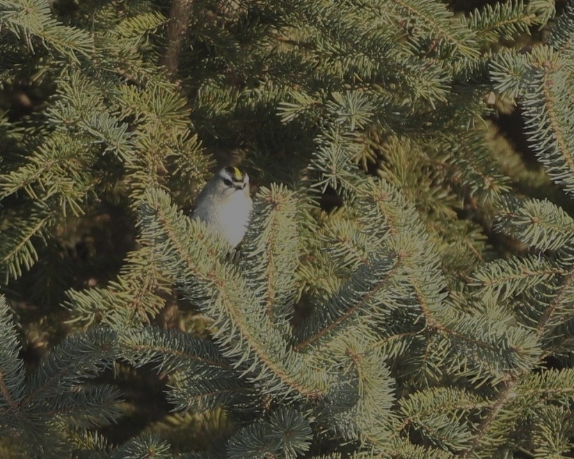 Золотомушка світлоброва - ML650858044