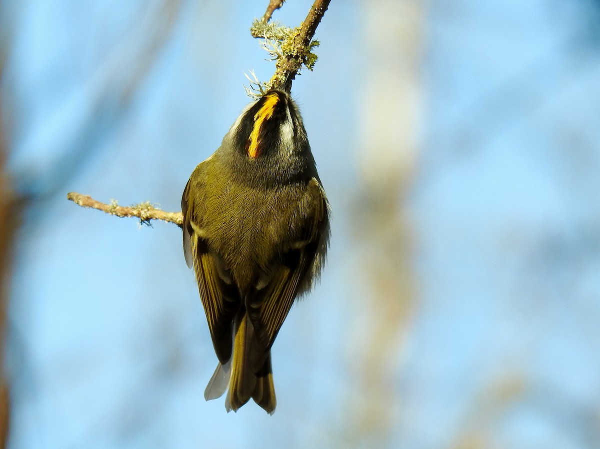 Золотомушка світлоброва - ML650858457
