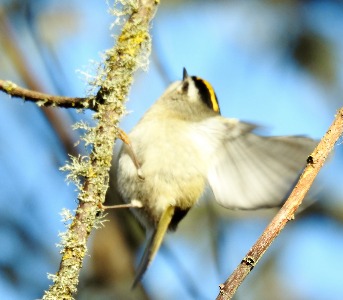 Золотомушка світлоброва - ML650858476