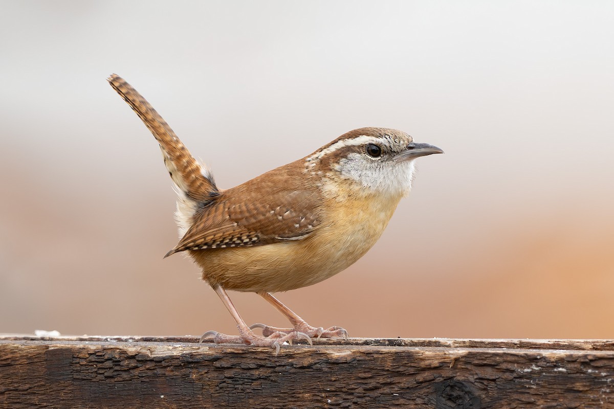 Carolina Wren - ML650858605