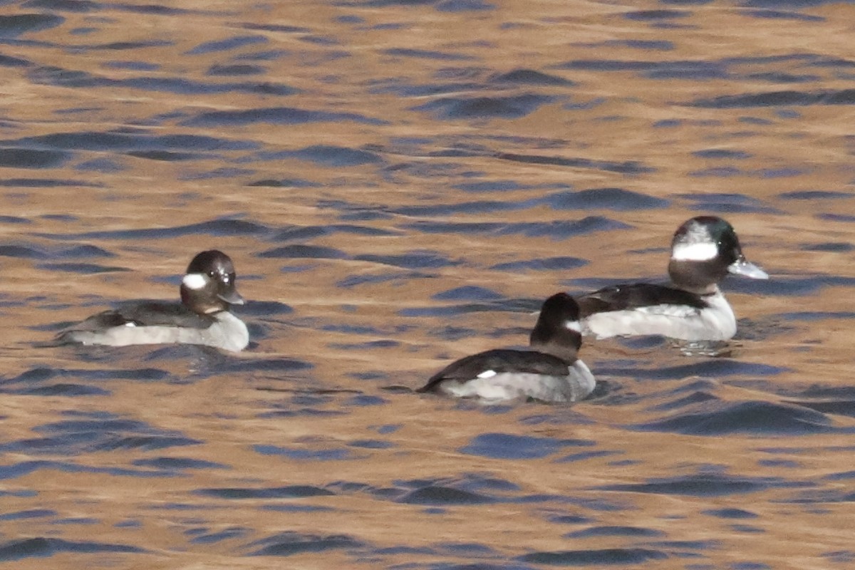 Bufflehead - ML650858685