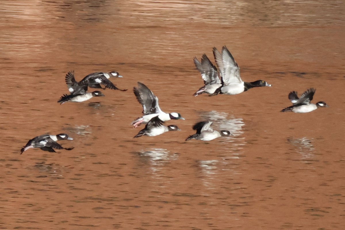 Bufflehead - ML650858686