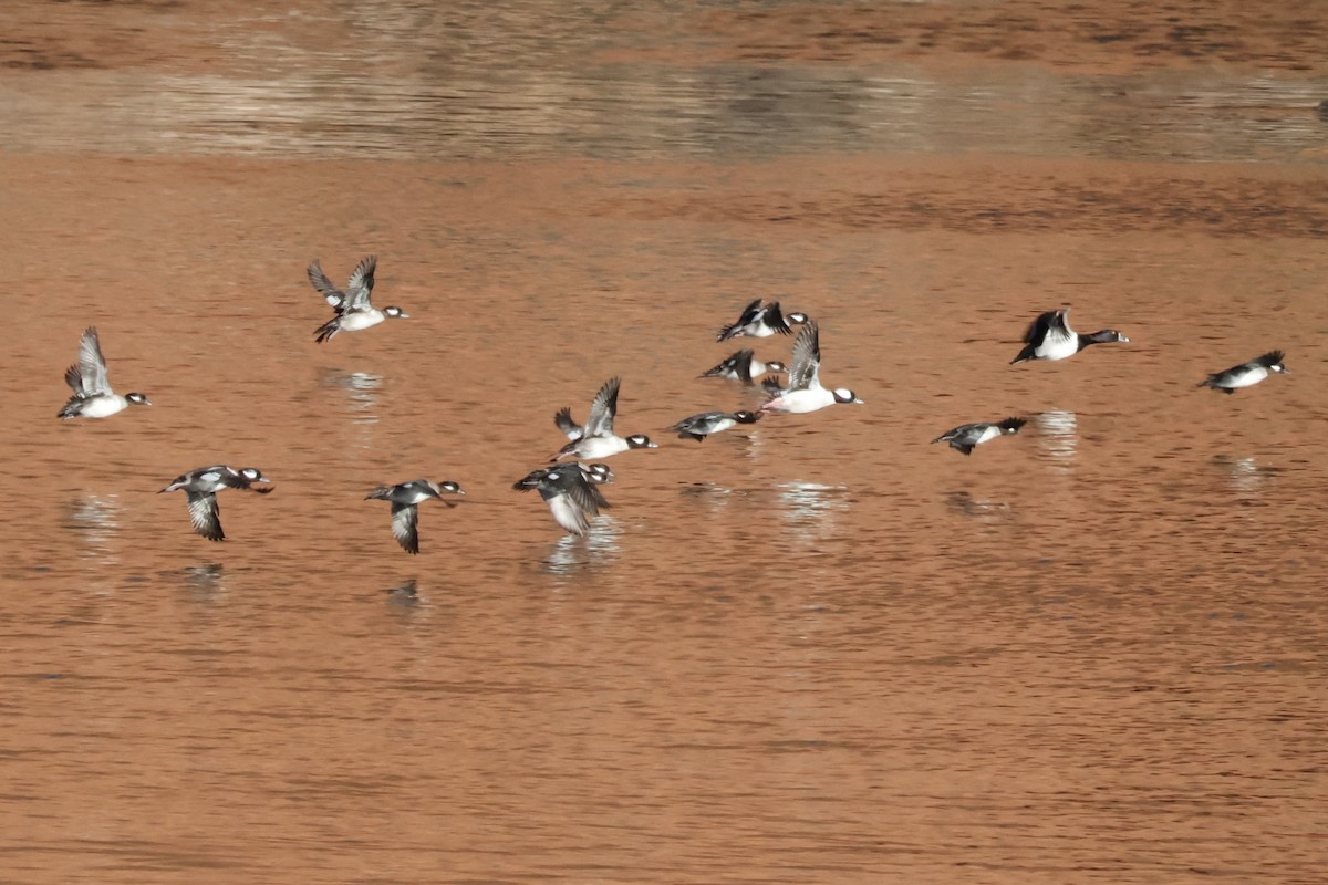 Bufflehead - ML650858687