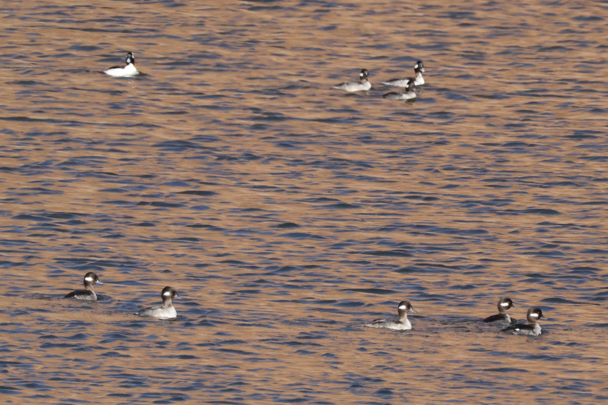 Bufflehead - ML650858689