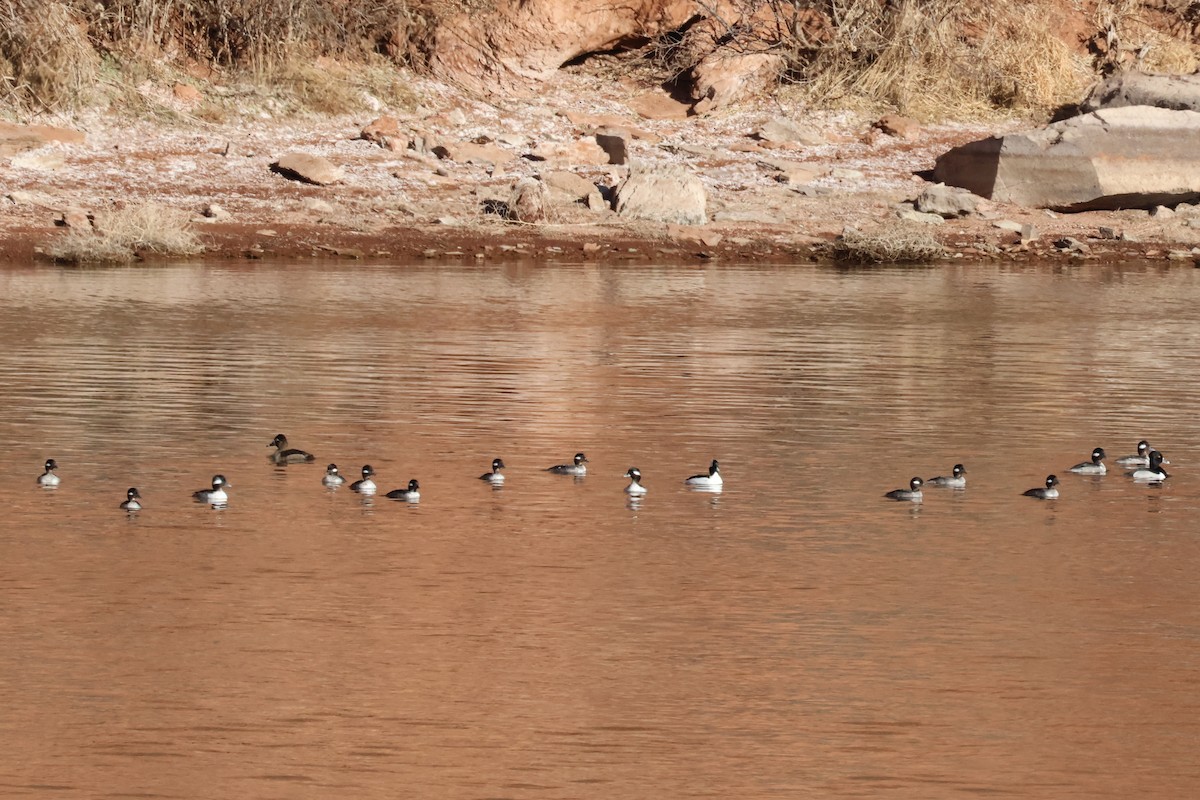 Bufflehead - ML650858690