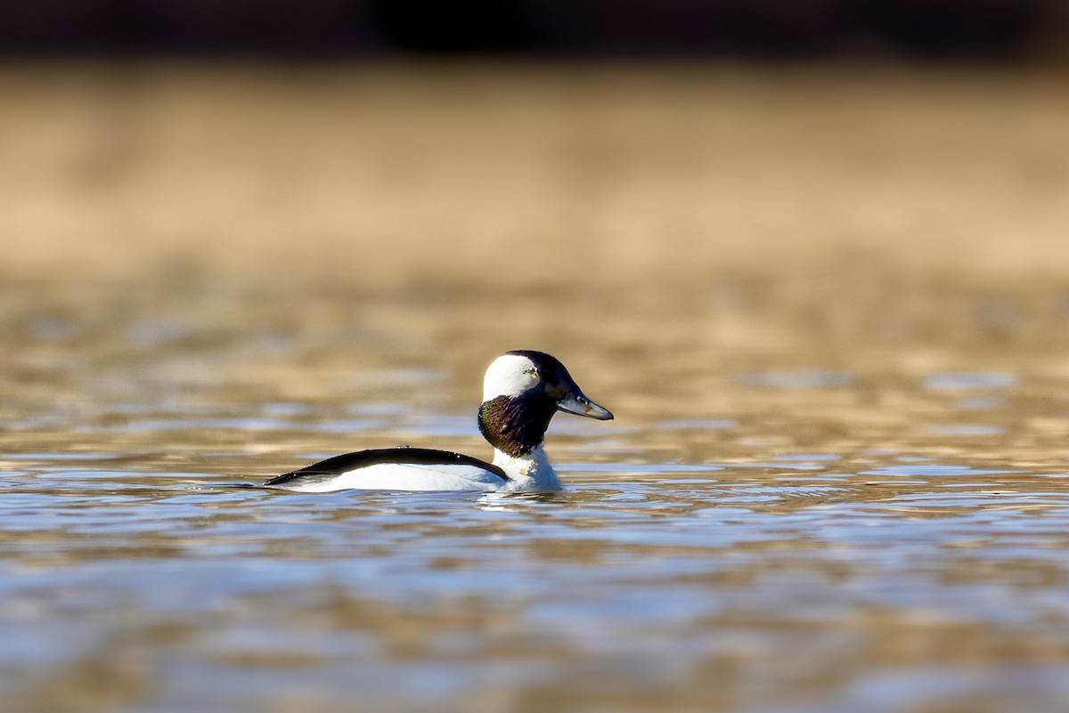 Bufflehead - ML650858827