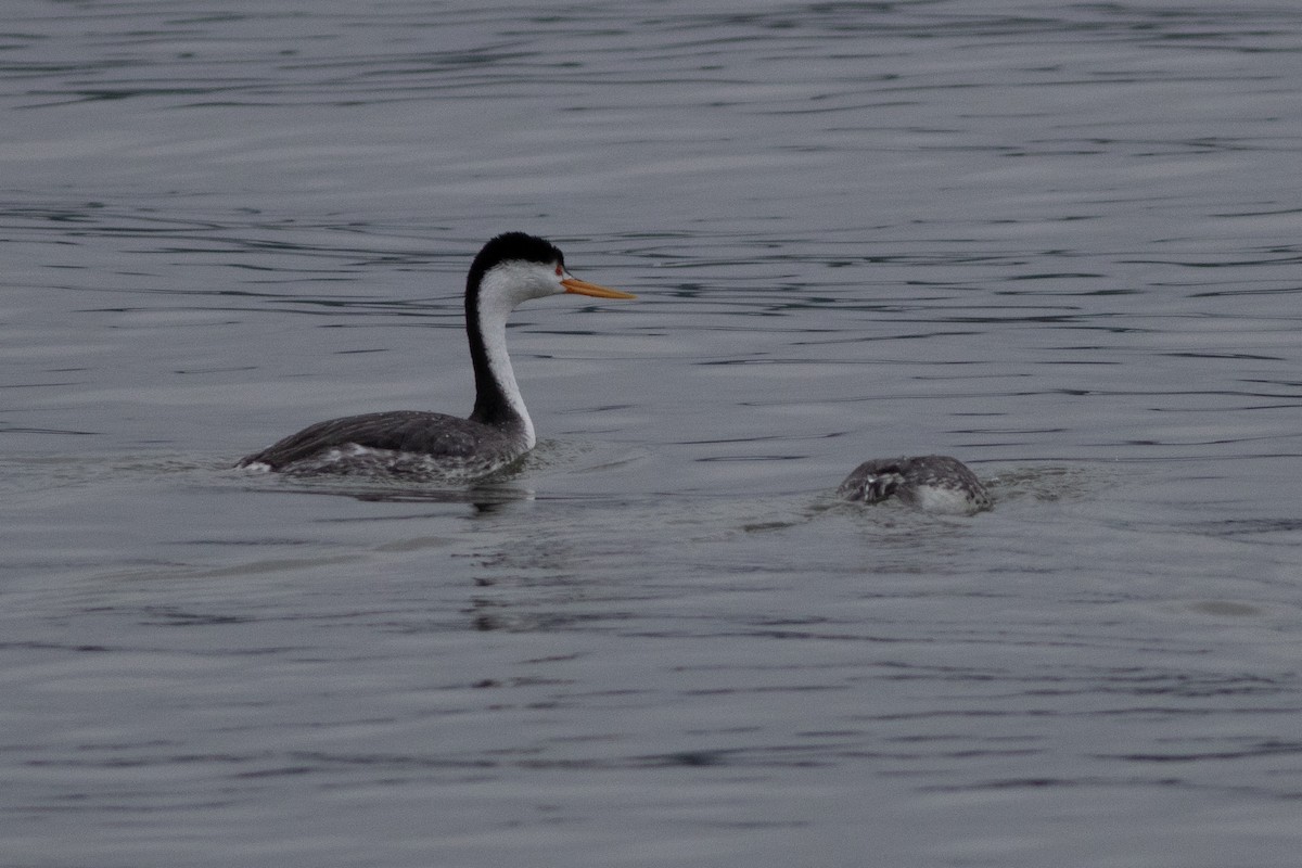クラークカイツブリ - ML650858894