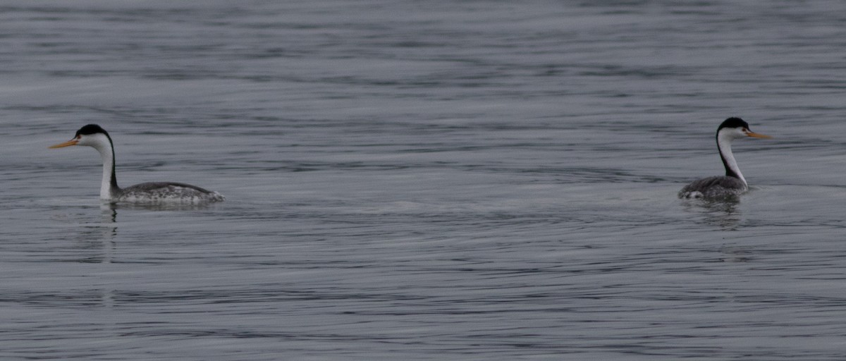 クラークカイツブリ - ML650858895