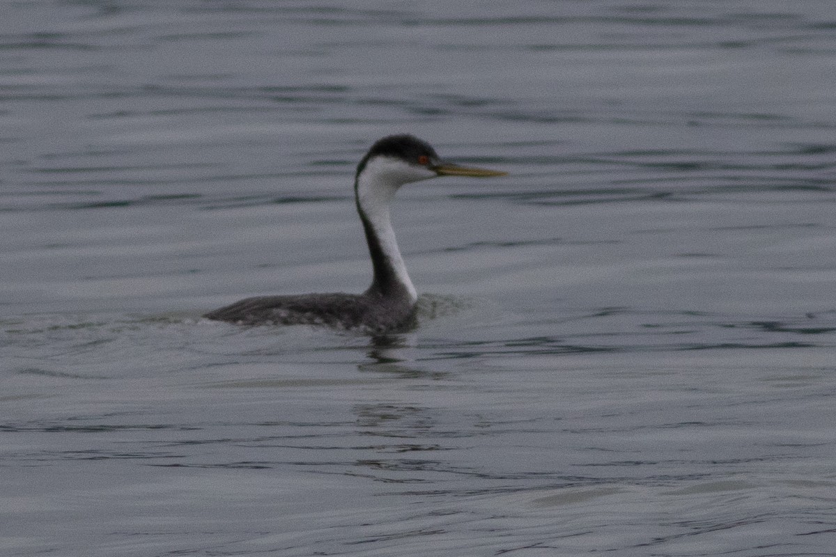 クビナガカイツブリ - ML650858909