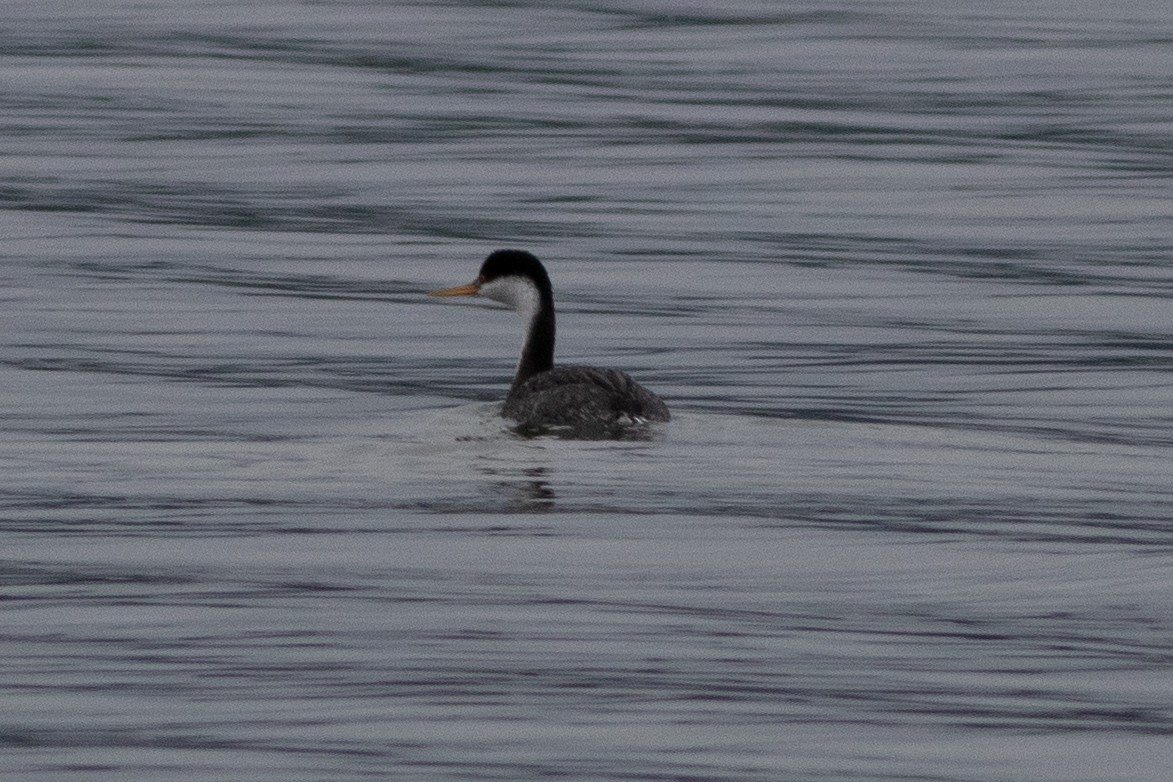 クビナガカイツブリ／クラークカイツブリ - ML650858918